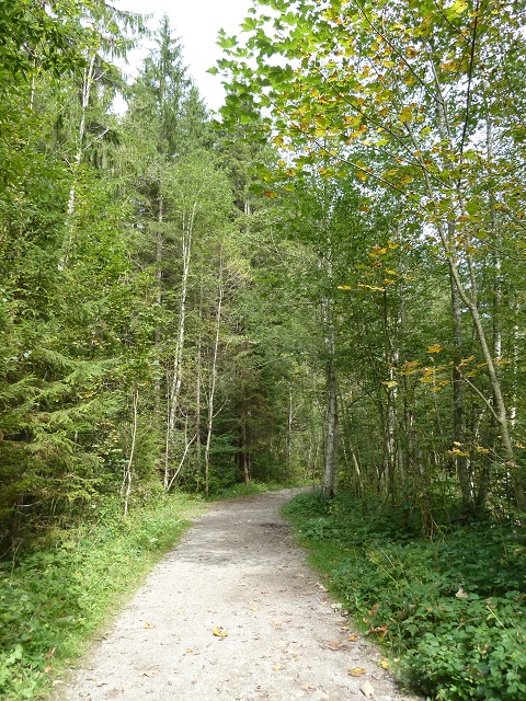 Durachtobel-Waldweg