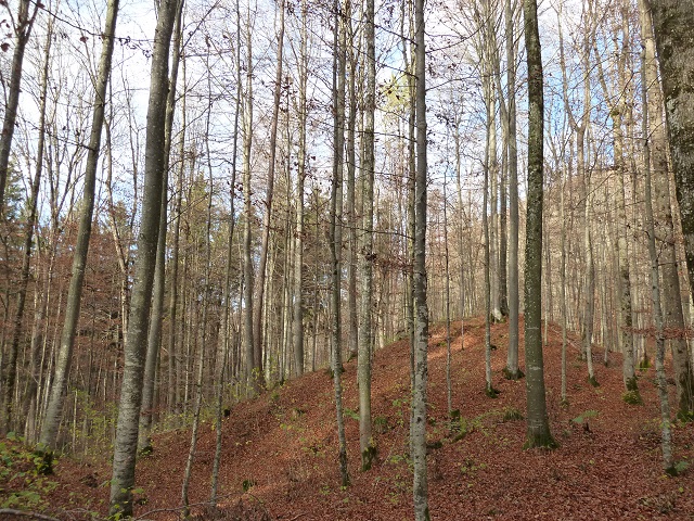 Herbstwald im Geotop Teufelsküche bei Obergünzburg