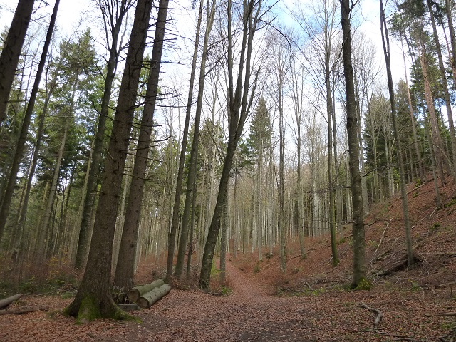 Teufelsküche-Waldweg