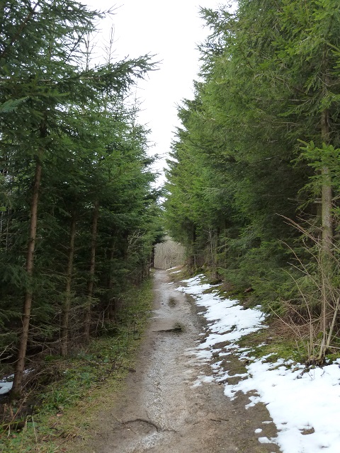 Waldweg am Auerberg