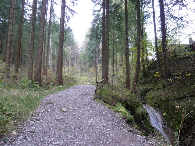 Waldweg an der Alpspitz