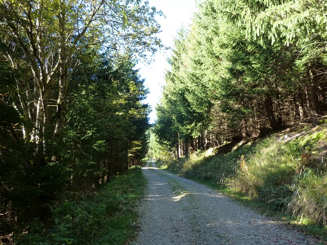 Wanderweg im Adelegg-Wald
