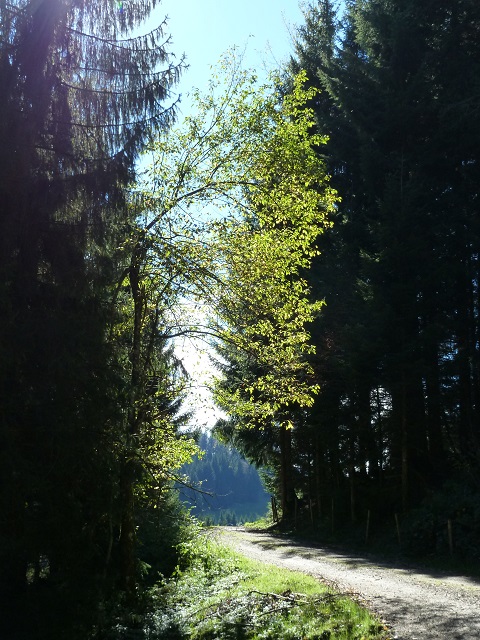 Waldweg in der Adelegg