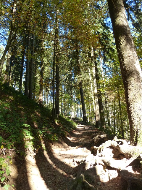 Schwarzer Grat - Wald-und-Wurzel-Weg