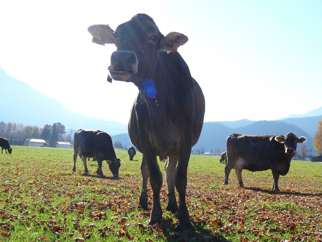 Kuh auf der Weide bei Schwangau im Allgäu