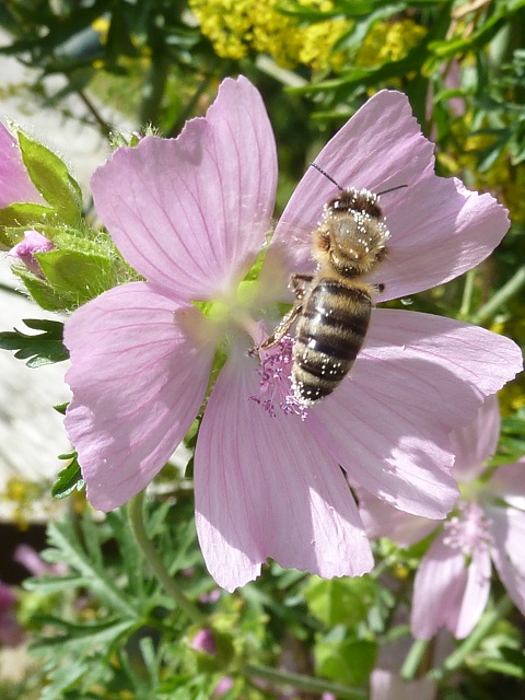 Biene mit Pollen in einer Malvenblüte