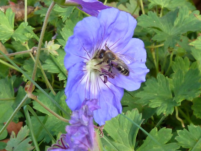 Biene in blauer Blüte