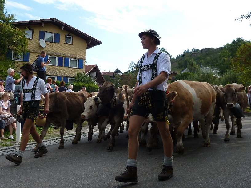 Viehscheid Kranzegg 2016 - Jungviehherde von der Alpe Breitensteiner Berg