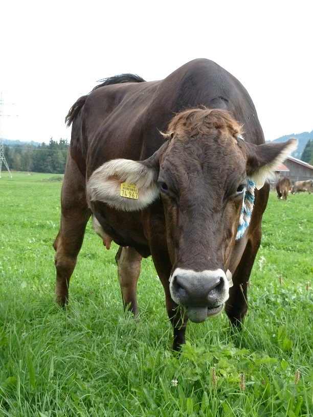 entspanntes Rind auf dem Viehscheidplatz in Kranzegg