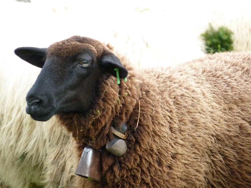 Schaf auf dem Viehscheidplatz in Kranzegg 2016