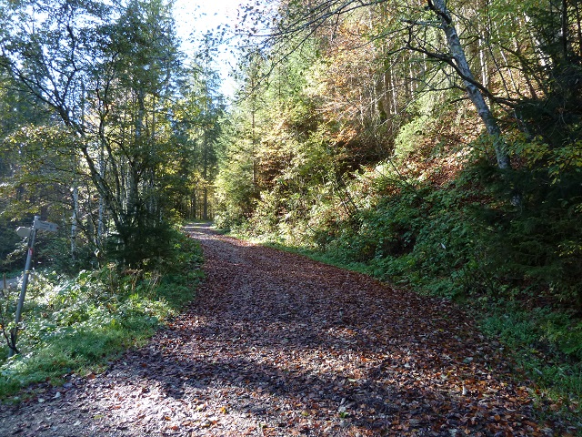 Waldweg in der Adelegg im Allgäu