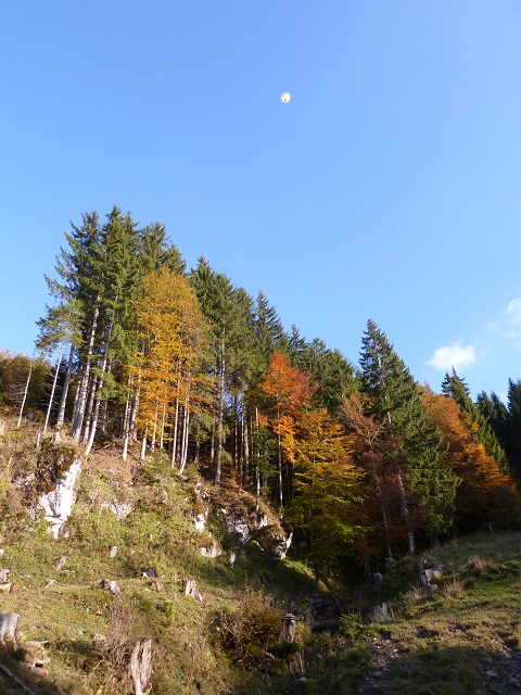 Herbstlicher Bergwald am Grünten