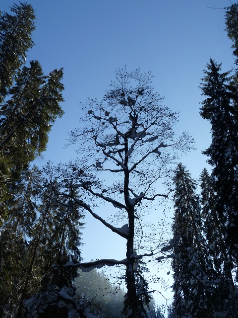 Baumskulptur in der winterlichen Breitachklamm
