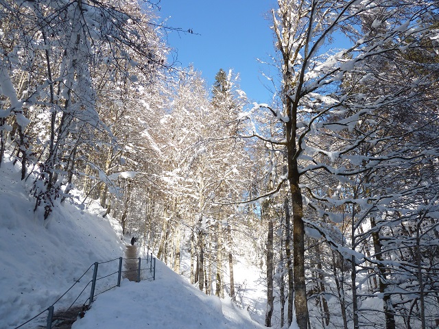 Weg durch den Winterwald zur Alpe Dornach
