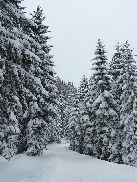 im Winterwald in Jungholz