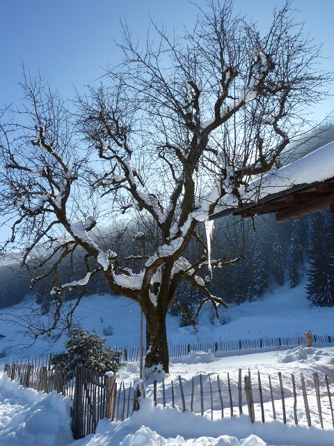 Winteridyll an der Alpe Dornach bei Oberstdorf im Allgäu