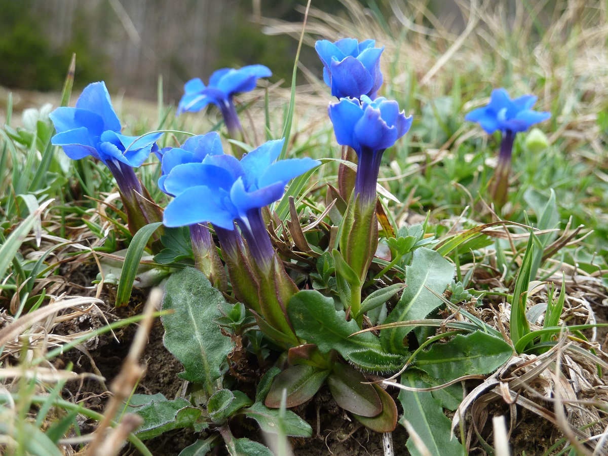 Frühlingsenzian