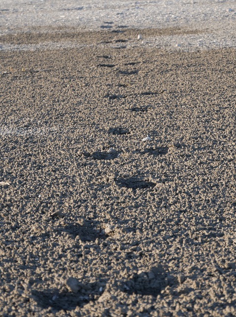 Fußspuren auf dem Grund des Forggensees