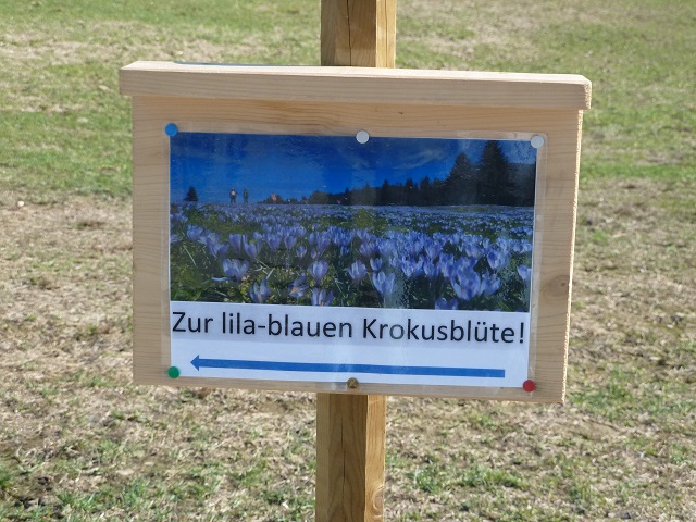 Hinweisschild am Hündle zur lila-blauen Krokusblüte