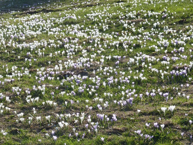 Krokusblütenmeer am Hündle - spektakuläre Frühlingsblumen im Allgäu