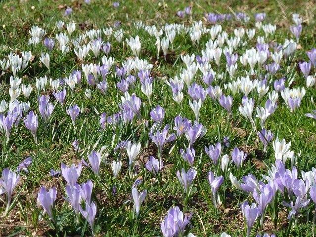 Frühlingsblumen im Allgäu - weiß-lila-Krokusse 