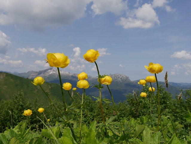 blühend - Trollblumen am Fellhorn
