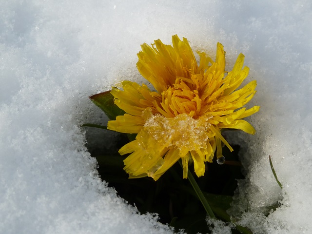 ungewöhnlich - Löwenzahnblüte im Schnee #FopaNet