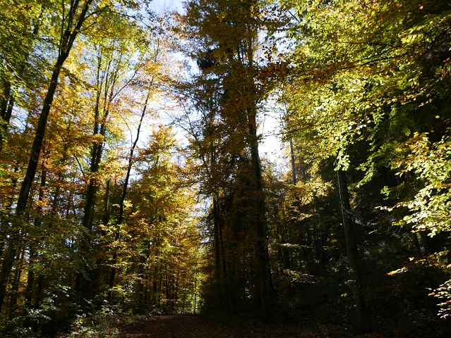 Auf dem Schlosspfad im Herbstwald von Liebenthann