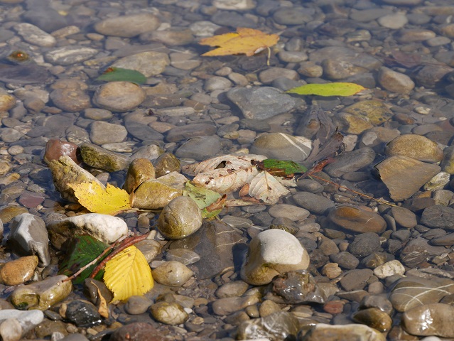 herbstlich-bunte Blätter auf den Flusskieseln der Iller bei Immenstadt