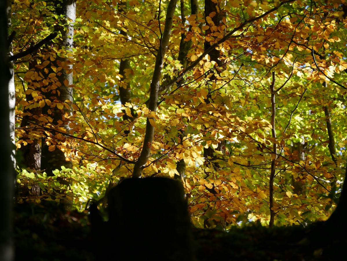 Herbstwald am Burgstall Liebenthann
