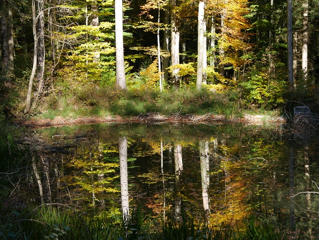 Spiegelung von Herbstwald bei Schloss Liebenthann in einem Tümpel 