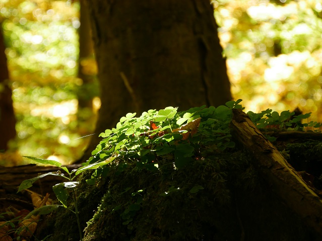 Klee auf einem Baumstumpf im Wald im Sonnenlicht