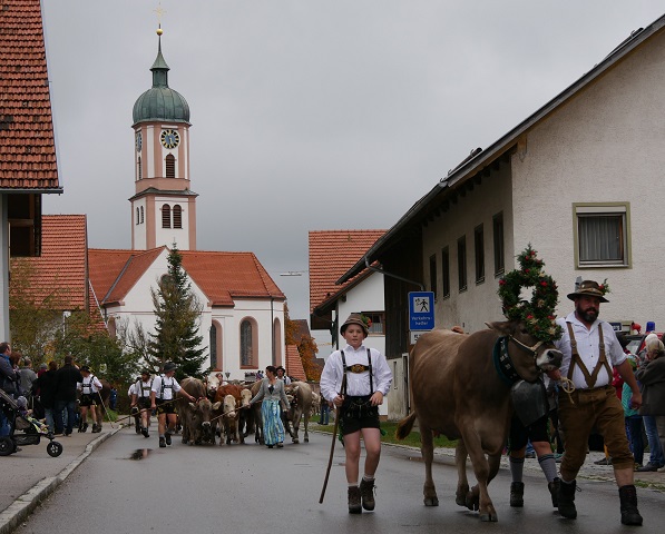 Kranzrind und Herde auf dem Weg durchs Dorf