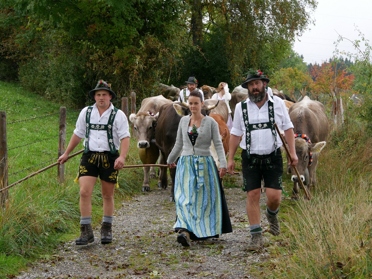 Hirten und Herde ziehen beim Viehscheid Apfeltrang von der Alpe ins Dorf