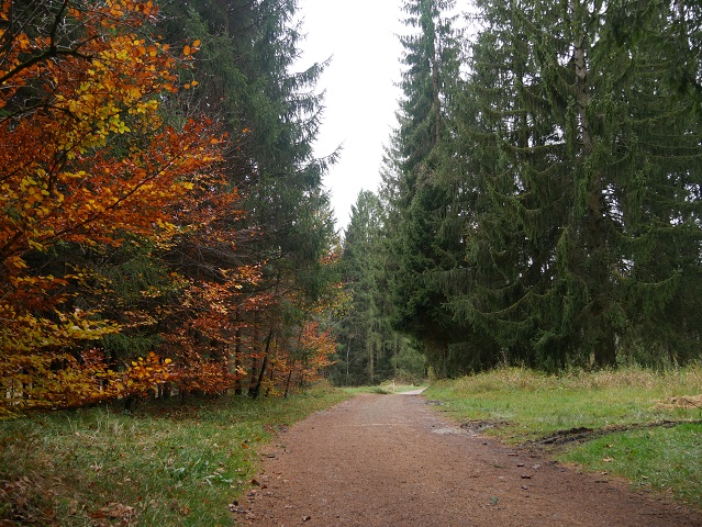 Herbstwald am Elbsee-Rundweg