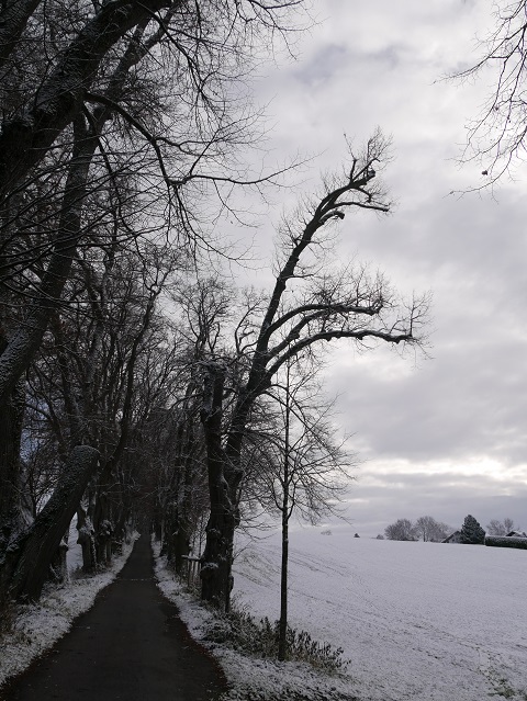 Winterlich kahle Bäume im Schnee