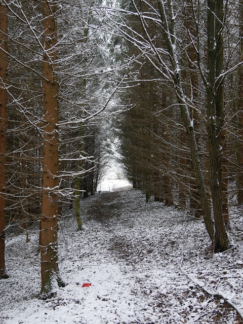 Weg durch einen winterlichen Wald