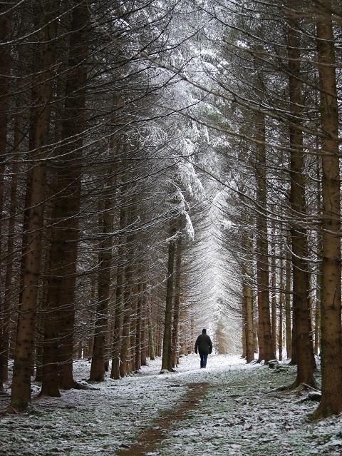 Spaziergänger im Winterwald