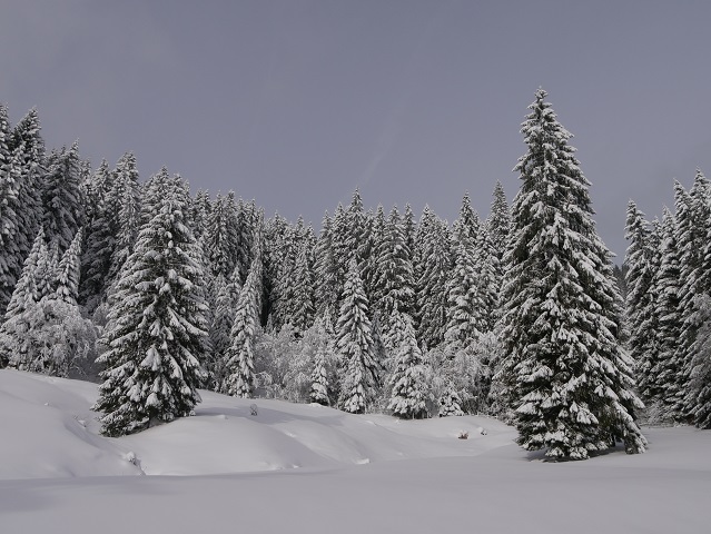 verschneiter Fichtenwald in den Allgäuer Alpen