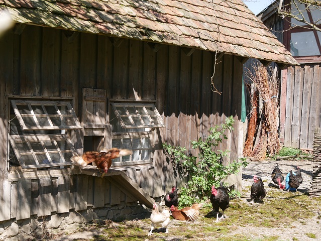 Hühnerstall im Bauernhausmuseum Wolfegg