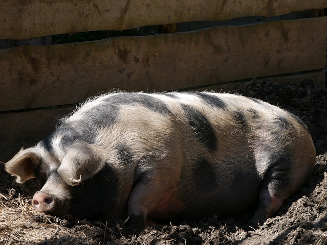 entspanntes Schwein im Bauernhaus-Museum Wolfegg