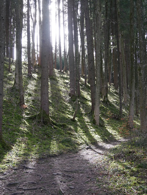 Waldweg im Licht der Frühlingssonne