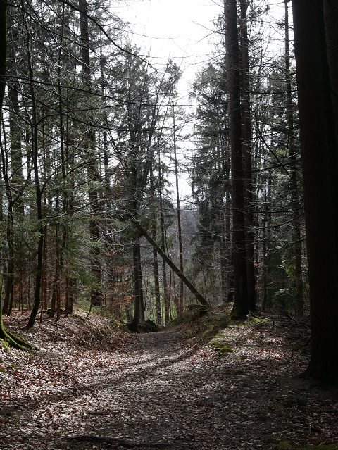 Waldweg zum Illersteg bei Altusried