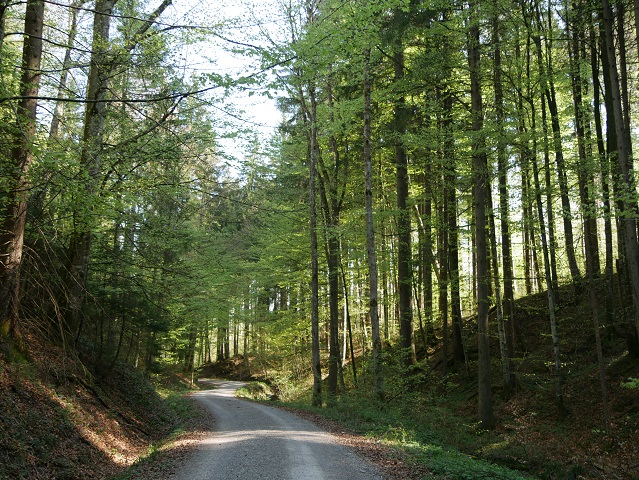 Waldweg zur Burgruine Wolkenberg