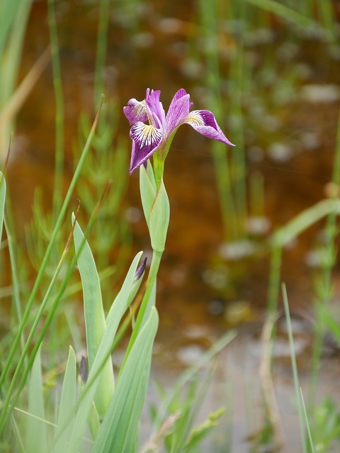Verschiedenfarbige Sumpf-Schwertlilie (Iris versicolor)