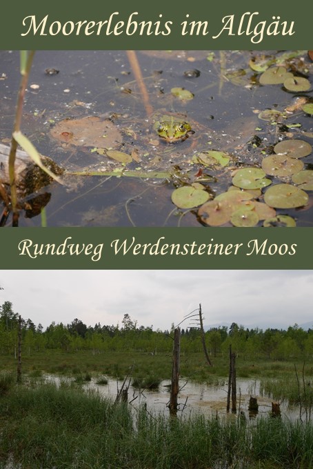 Moorerlebnis auf dem Rundweg Werdensteiner Moos im Allgäu