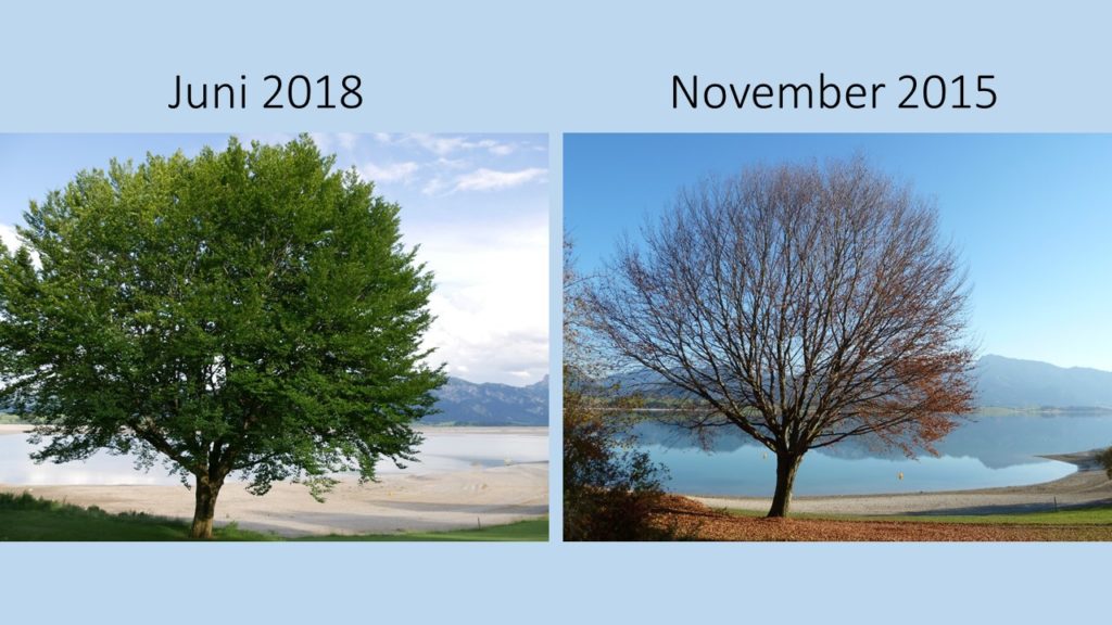 Baum am Forggenseestrand 2018 und 2015 im Vergleich
