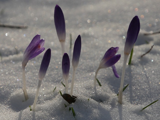 Farbtupfer - Krokus im Schnee #FopaNet