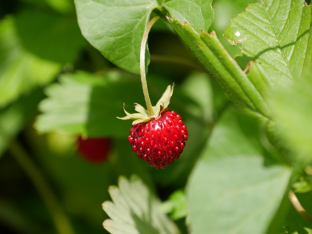 Farbtupfer - rote Walderdbeeren vor grünen Blättern #FopaNet