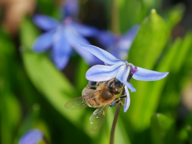 Nahaufnahme - Biene an Blausternchenblüte #FopaNet